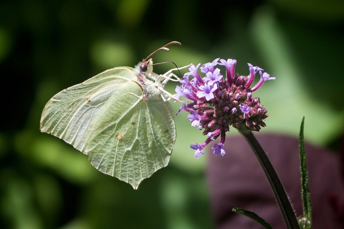 Verbena with a Brimstone